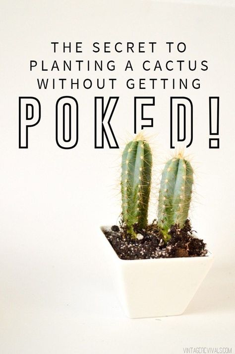 Have you been putting off replanting that cactus? Let me show you how to do it, with no pokes!! Cactus Planting, How To Grow Cactus, Copper Diy, Trellis Plants, Vintage Revival, Cactus Y Suculentas, Cactus Garden, Garden Care, Cactus Flower