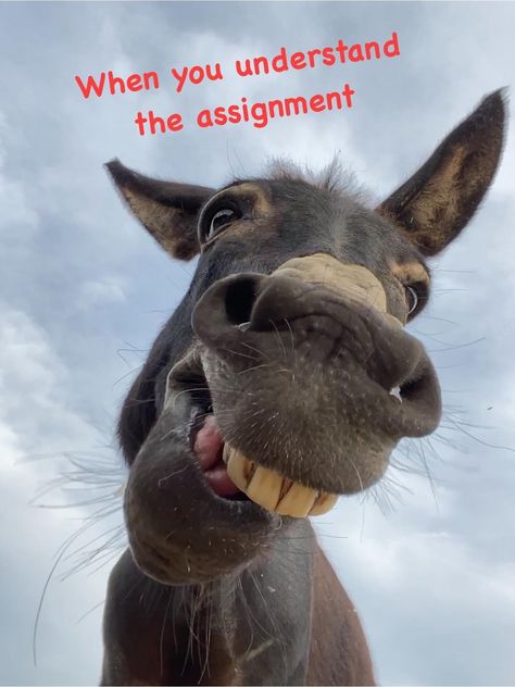 Donkey Memes Funny, Funny Donkey Pictures, Donkey Pictures, Friends Messages, Donkey Funny, Good Morning Animals, Smiling Animals, Crazy Animals, Hee Haw