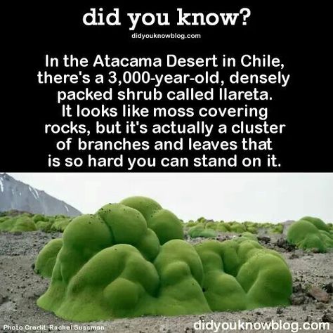 Nature Facts, Nerds Candy, Atacama Desert, Science Facts, The More You Know, History Facts, The Desert, Things To Know, Amazing Nature