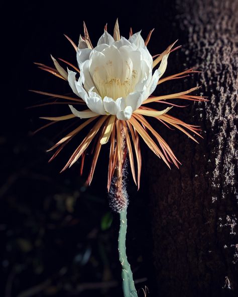 Got to watch this show last night - Selenicereum grandiflora moonlight cactus queen of the night. The flowers open slowly overnight and are dead by the morning. It won't flower again for another year. Queen Of The Night Cactus, Night Flower Tattoo, Queen Of The Night Flower, Pr Event, Desert Backyard, Tropical Landscapes, Night Blooming Flowers, Moon Flowers, Queen Of The Night