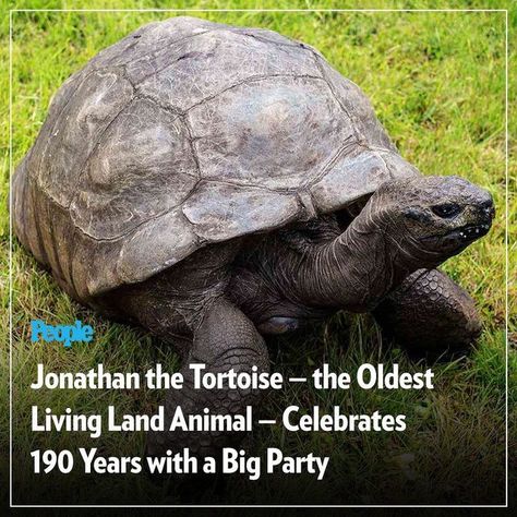 People Magazine on Instagram: "The world's oldest living land animal, according to Guinness World Records, recently celebrated his 190th birthday. 🥳 Jonathan the Seychelles tortoise was born in the early 1800s, but his exact birthday is unknown. Based on the reptile's physical health and early photos of Jonathan, experts believed the tortoise is around 190 years old. Jonathan has lived through two World Wars, watched more than 35 governors of the remote Island of St. Helena come and go, and ha World Wars, Early Photos, Guinness World Records, Remote Island, St Helena, People Magazine, World Records, Seychelles, Physical Health