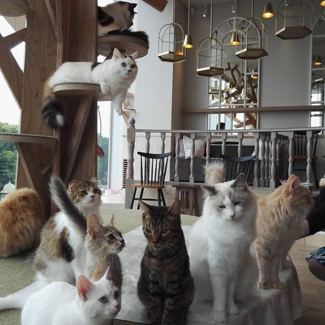 Cat Cafe Aesthetic, Cat Cafe Japan, Cat Daycare, Animal Cafe, Cat Cafes, Travel Tokyo, Pet Cafe, Cafe Japan, Cat Hotel