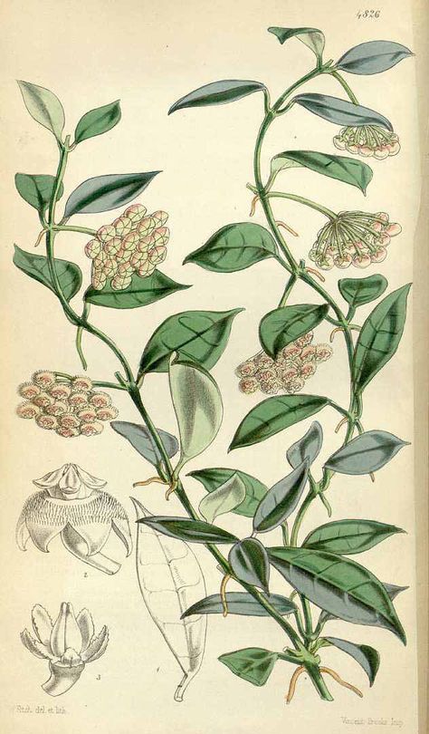 1233 Hoya lacunosa Blume / Curtis’s Botanical Magazine, vol. 81 [ser. 3, vol. 11]: t. 4826 (1855) [W.H. Fitch] Botanical Printables, Antique Botanical Print, Missouri Botanical Garden, Poster Size Prints, Artist Models, Botanical Drawings, Plant Illustration, Old Book, Plant Art