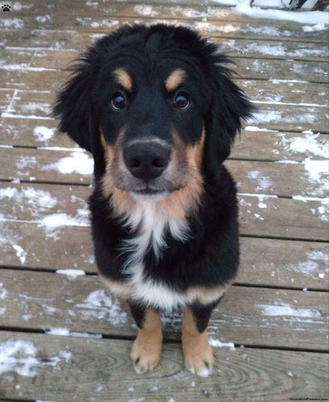 Bernese Golden Retriever, Golden Bernese Mountain Dog, Goberian Dog, Dog Mixed Breed, Mountain Dog, Bernese Mountain Dog Golden Retriever, Bernese Mountain Dog And German Shepherd, Golden Retriever And Bernese Mountain Dog, Bernese Mountain Dog And Golden