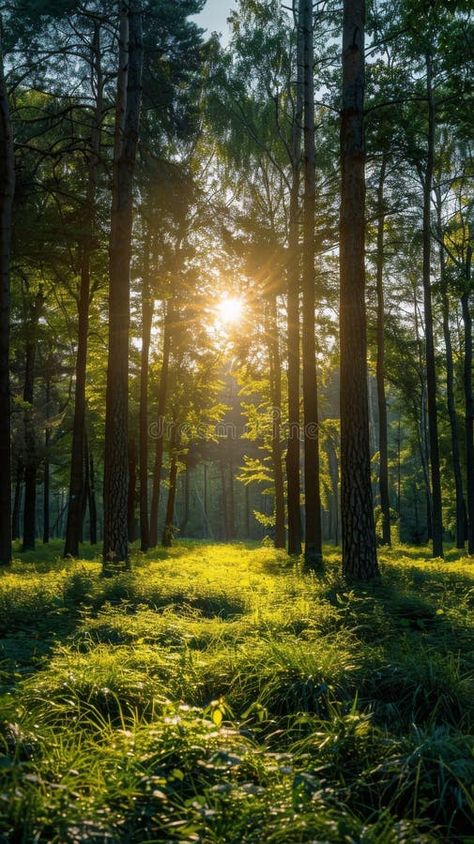 Sun Shining Through Trees in Forest. Sunlight filters through dense tree canopy in a forest setting, creating dappled light on the ground below. AI Canopy Of Trees, Sunrise Through Trees, Dappled Light Painting, Sunlight In Forest, 100 Cupboards, Sun Shining Through Trees, Sunlight Through Trees, Joy Unspeakable, Forest Ground