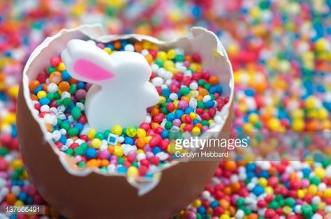 Stock Photo : Rabbit in egg for Easter Chocolate Covered Marshmallow Pops, Marshmallow Pops Recipe, Chocolate Covered Marshmallow, Melt Chocolate In Microwave, Marshmallow Desserts, Marshmallow Dip, Hundreds And Thousands, Chocolate Covered Marshmallows, Marshmallow Treats