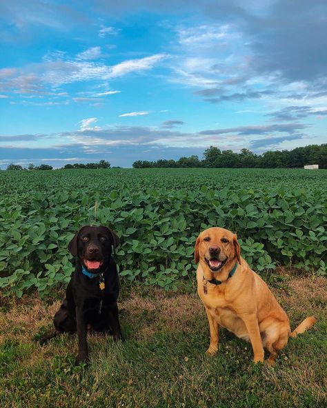 Dogs On Farm, Working Dogs Farm, Homestead Farm, Farm Dogs, Western Life, Black Lab, Working Dogs, Family Life, Dream Life