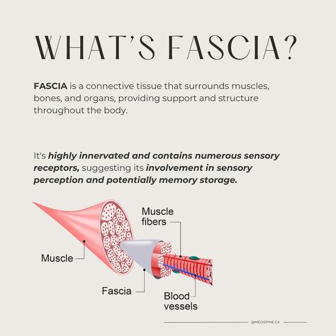 RELEASE YOUR BODY’S HIDDEN STORIES THROUGH FASCIAL WORK. Did you know that beneath the surface lies a network of connective tissue that holds the key to our physical and emotional well-being? 🧠💪 It’s called the fascia, and let us tell you, the fascia keeps the score! It earns its reputation as the body’s memory bank due to its intricate network of sensory nerves intertwined with muscles, organs, bones, and emotions. In moments of physical or emotional trauma, these nerves ✨CAN RETAIN ... Massage Therapy Aesthetic, Fascial Release, Fascia Release, Message Therapy, Positivity Art, Sensory Nerves, Massage Therapy Business, Massage Therapy Techniques, Craniosacral Therapy