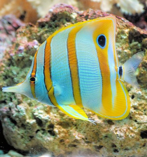 A photo of a butterflyfish swimming underwater gracefully. Beautiful Tropical Fish, Butterfly Fish, Fishing For Beginners, Salt Water Fish, Pet Fish, Saltwater Aquarium, Beautiful Fish, Clown Fish, Colorful Fish