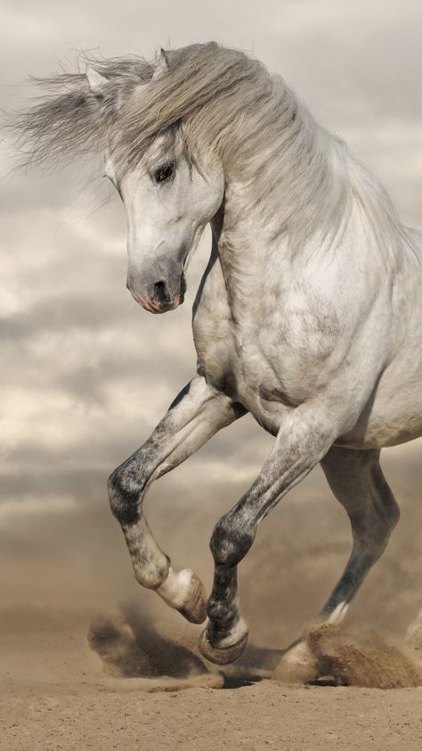 Cai Arabi, Amazing Horses, Grey Horses, Majestic Horses, Horse Anatomy, Big Horses, Horse Inspiration, Blowing In The Wind, Wild Kingdom