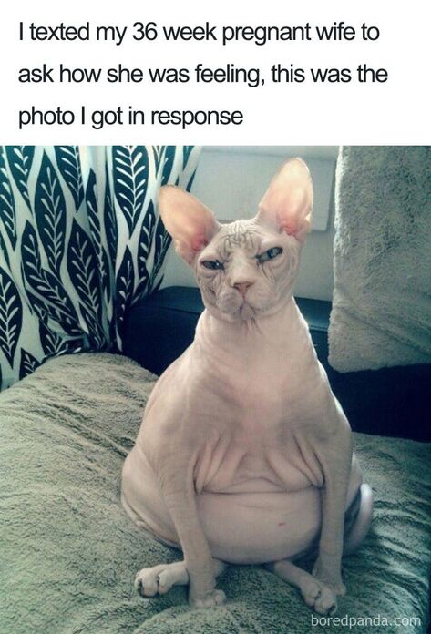 50 Of The Funniest Pregnancy Memes Ever Funny Pregnancy Memes, Pregnancy Memes, Hairless Cat, Pregnancy Humor, Funny Cat Memes, Funny Cat Videos, Pregnancy Tips, Funny Animal Pictures, Funny Tweets