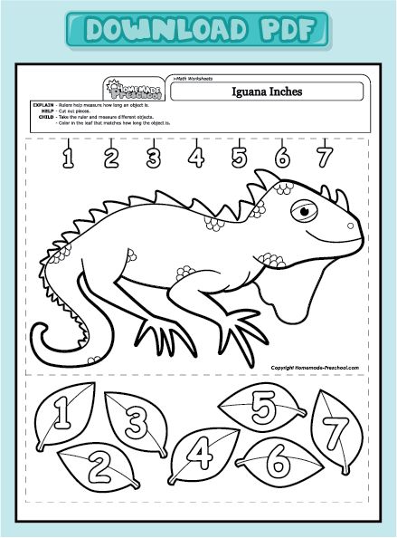 Get PDF Iguana Activities Preschool, Reptiles Activities, Grade R Worksheets, Jungle Coloring Pages, Free Willy, Pet Theme, Preschool Math Worksheets, Counting Numbers, Sorting Games