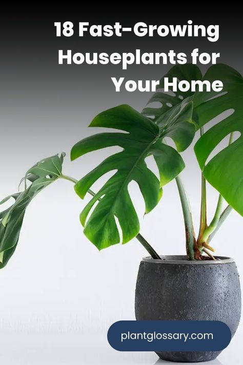 For those who want to see their indoor garden thrive quickly, fast-growing houseplants are the way to go. These plants can transform your living space with their rapid growth and lush foliage. In this article, we’ll introduce you to 18 fantastic fast-growing houseplants that will add beauty and vitality to your home swiftly. Arrowhead Plant, Golden Pothos, Ficus Elastica, Instant Gratification, Rubber Plant, Crassula Ovata, Cheese Plant, Jade Plants, Peace Lily