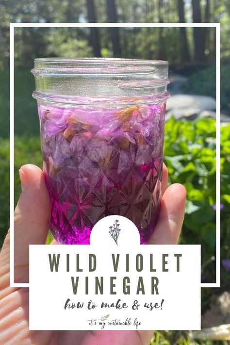 Wild violet vinegar is simple and quick to make, beautiful to look at, and flavorful to use. Gather wild violet flowers and enjoy making your own artisanal wild violet infused vinegar to use in some unique ways! #wildcrafting #infusions Wild Violets Uses, Mason Jar Sizes, Infused Vinegars, Vegetable Harvest, Foraging Recipes, Foraged Food, Vinegar Uses, Violet Plant, Small Mason Jars