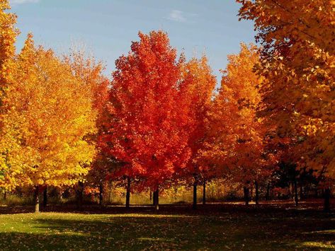 Maple Tree Varieties, Maple Tree Landscape, Maple Tree Seeds, Fall Landscaping, Landscape Nursery, Leyland Cypress, Red Maple Tree, Fast Growing Trees, Sugar Maple