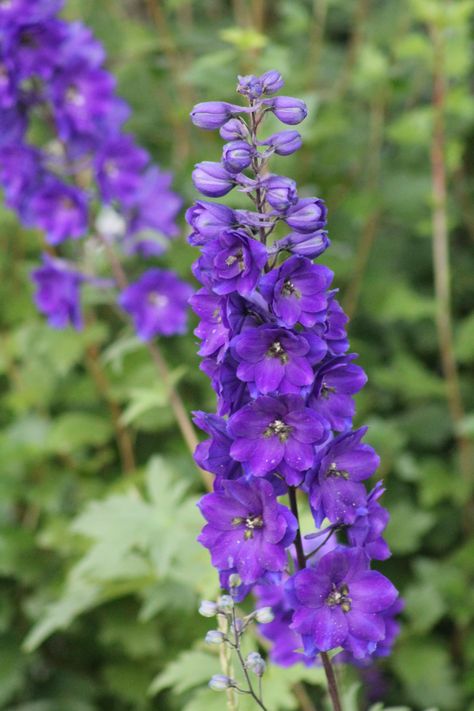 Delphinium Purple, Purple Delphinium, Coffin Spray, Delphinium, Purple Velvet, Purple Glass, Dark Purple, Deep Purple, Purple Flowers