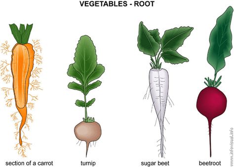 Vegetable Images, Vegetable Drawing, Zucchini Plants, Vegetable Pictures, Rainbow Chard, Spring Planting, Sketches Doodles, Fruit List, Outside Plants