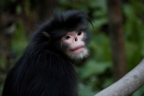 This is the Myanmar snub-nosed monkey! Discovered only in 2010, it was identified as a distinct species in 2011. They live along the mountainous border of Myanmar and China at an altitude of 8,500 to 10,000 ft (2,600 to 3,100 m). They are estimated to have a population between only 260-330 individuals. This species is Critically Endangered as it is threatened by hunting and habitat loss for human settlement. 📸: Yin Yang. Used with permission Asian Monkey, Snub Nosed Monkey, Monkey Species, Creature Reference, Types Of Monkeys, Snow Monkey, Ape Monkey, Spider Monkey, Human Settlement