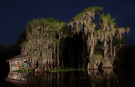 Frank Relle: Secrets of the French Quarter | ShermansTravel Louisiana Swamp, Louisiana Bayou, Garden District, Southern Gothic, Cypress Trees, Ways Of Seeing, French Quarter, Photojournalism, Online Gallery