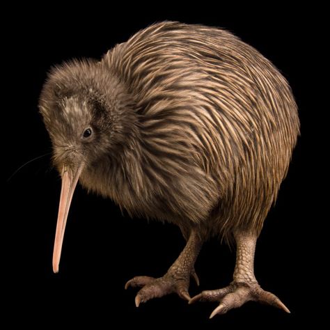 Animals | RARE: Creatures of the Photo Ark | Official Site | PBS Joel Sartore, Kiwi Bird, Flightless Bird, Unusual Animals, Rare Animals, Rare Breed, Animal Species, Endangered Species, Animal Photo