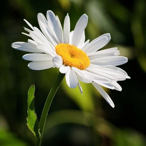 Sunflowers And Daisies, Daisy Love, Daisy Painting, Airbrush Art, Happy Flowers, Flowers Nature, Beautiful Blooms, Flower Photos, Flower Pictures