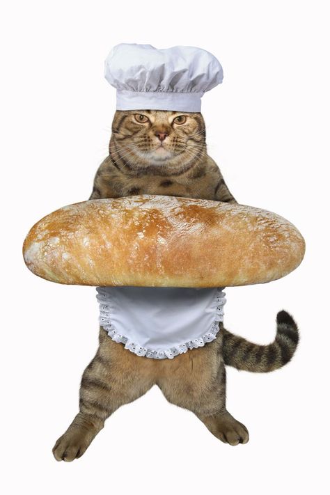 bread cat funnychef Cat Shopping, Cat Homes, Bread Cat, Chef Cat, Chef Cats, Wonder Pets, Kitten Beds, Silly Cats Pictures, Cute Cat Wallpaper