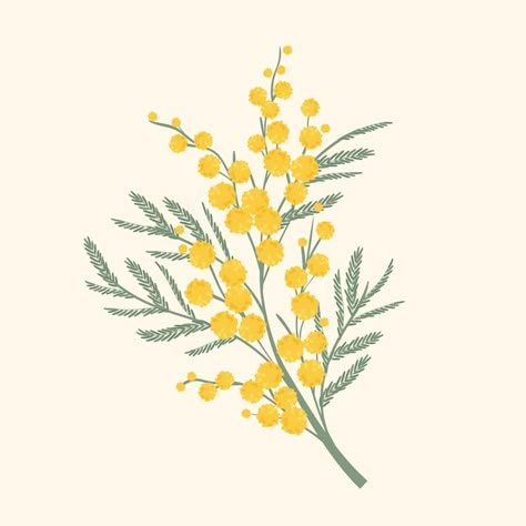 Mimosa Flower Drawing, Mimosa Flower Illustration, Wattle Illustration, Mimosa Drawing, Mimosa Illustration, Illustration Fleur, Mandala Tattoos For Women, Nursery Illustration, Mimosa Flower