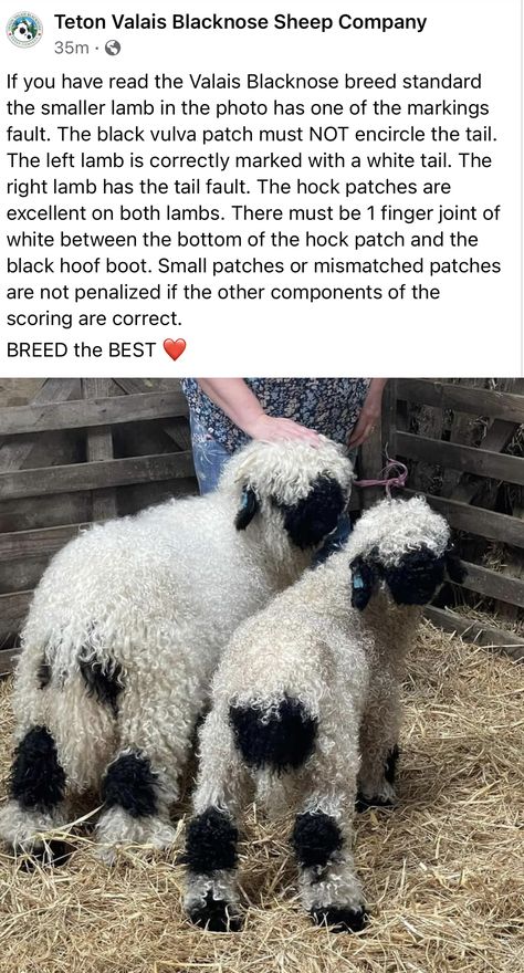 Valias Black Nose Sheep, Sheep Moodboard, Black Nose Sheep, Blacknose Sheep, Valais Blacknose, Valais Blacknose Sheep, Leg Reference, Black Nose, White Tail