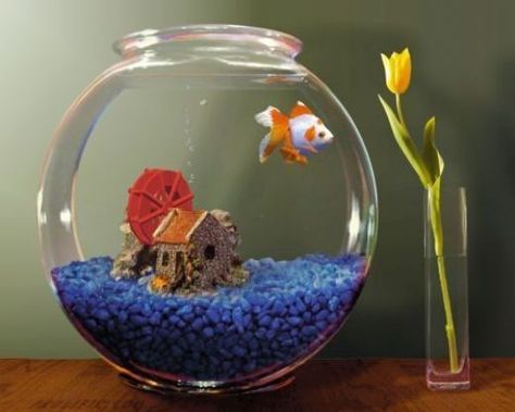 fish bowl - fish bowl ideas - terrarium ideas - fish taco bowl - beta fish bowl ideas - betta fish tank ideas - terrarium -diy terrarium - aesthetic fish tank ideas - terrarium plants - terrarium table - terrarium diy - terrariums home aquarium ideas - fish tank ideas - wall aquarium - aquarium - aquarium stand ideas - aquarium fish - aquarium stand - Fish tank - aquarium design - aquarium ideas - fish aquarium ideas - aquarium date diy fish tank stand fish bowl centerpiece wedding aquarium ide Fish Bowl Centerpiece Wedding, Feng Shui Fish Tank, Goldfish Care, Goldfish Aquarium, Fish Tank Themes, Goldfish Tank, Fish Tank Stand, Small Fish Tanks, Cool Fish Tanks