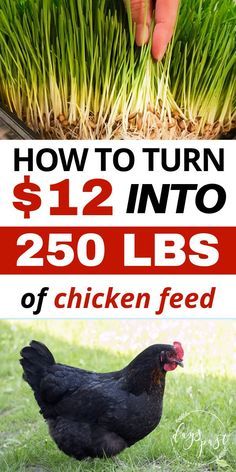 Fodder System, Portable Chicken Coop, Livestock Feed, Backyard Chicken Coop Plans, Backyard Chicken Farming, Chickens And Ducks, Raising Backyard Chickens, Chicken Garden, Chicken Coop Ideas