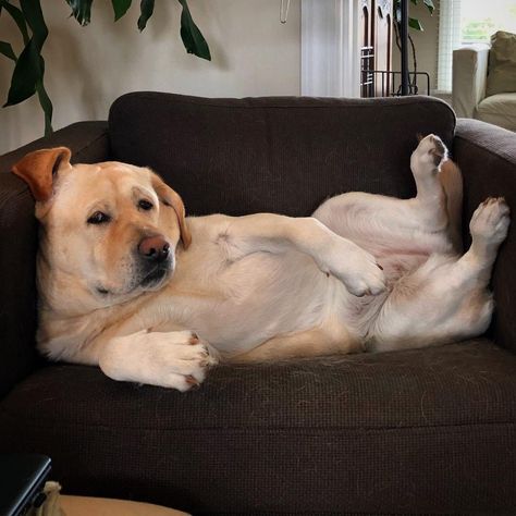 WeRateDogs on X: "This is Sophie. She thinks it's great that you want to get up and do things. She's going to pass. But loves that for you. 13/10 https://t.co/iLa427gC0K" / X White Golden Retriever, Labrador Retriever Facts, Labrador Retriever Funny, Labrador Funny, Golden Retriever Funny, Goofy Dog, Therapy Animals, Labrador Retriever Puppies, Pitbull Puppies