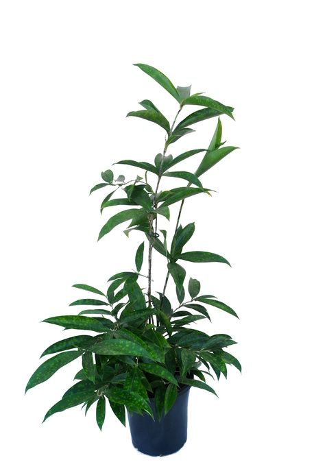 Dracaena Surculosa, Cordyline Fruticosa, Plant Paintings, Dracaena Sanderiana, Potted Plants Patio, Clumping Bamboo, Tropical House Plants, Plant Outdoor, Bamboo Plant