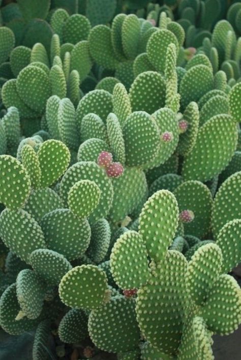 Cactus Aesthetic, Green Aesthetics, Beautiful Cactus, Aesthetic Green, Cactus Garden, Aesthetic Ideas, Collage Wall, Green Wallpaper, Green Wall