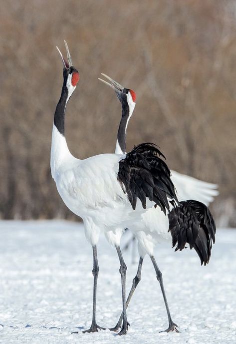 Red-crowned Cranes (Grus japonensis) Japan, China Japanese Cranes, Japanese Animals, Petit Tattoo, Japanese Crane, Crane Bird, Bbc One, Flickr Photos, Bird Pictures, Sumi E