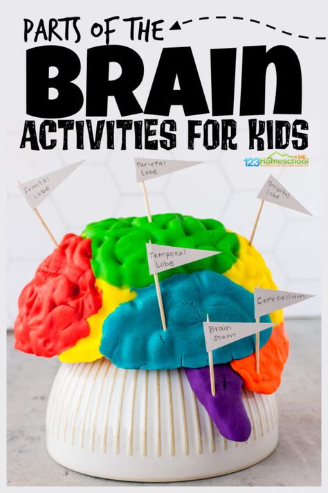 Learn the parts of the brain for kids with a fun brain activity and FREE printable brain worksheets! Clever human body activities for kids! Play Doh Brain Model, Brain Homeschool Activities, Brain Crafts For Kids, Brain Model Project Diy, Right Brain Activities, Brain Activities For Kids, Body Kindergarten, The Brain For Kids, Brain Worksheet