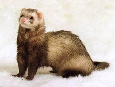 Chocolate Ferret Drawing Reference, Animal Drawing Reference Photo, Animal Reference Photos For Artists, Ferret Fursona, Ferret Reference, Ferret Anatomy, Ferret Photography, Ferret Colors, Animals Reference