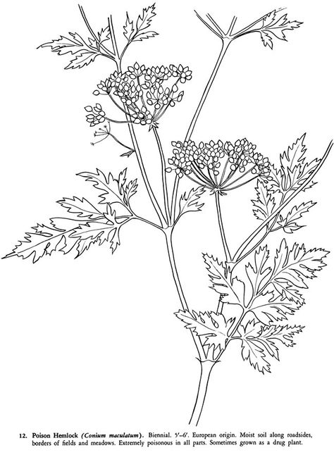 Welcome to Dover Publications Hemlock Drawing, Poison Hemlock, Deadly Plants, Zentangle Flowers, Fabric Painting On Clothes, Flowers Drawing, Dover Publications, Doodle Coloring, Embroidery Flowers Pattern