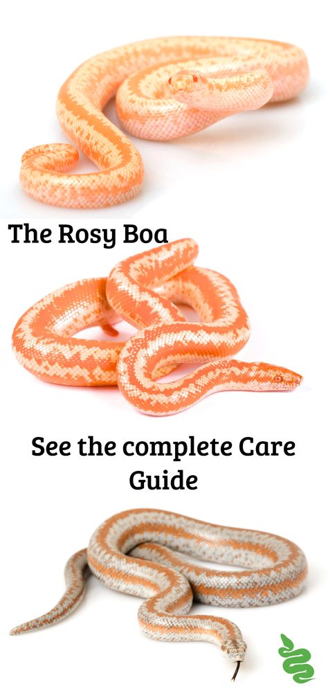 The Rosy Boa / See the complete Care Guide Rosy Boa Enclosure, Rosy Boa Snake, Snake Care, Snake Species, Snake Pet, Rosy Boa, Crested Geckos, Pretty Snakes, Dream Pet