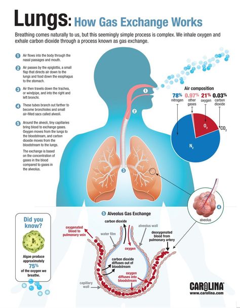 Infographic - Lungs: How Gas Exchange Works Gas Exchange, Basic Anatomy And Physiology, Nursing Schools, Medical Student Study, Nursing School Survival, Biology Lessons, Nursing School Studying, Medical Facts, Nursing School Tips