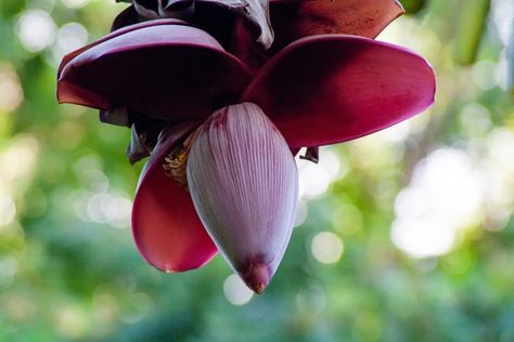 Banana Blossoms: Health Benefits and How to Use – One Green Planet Banana Heart, Tom Kha Soup, Banana Blossom, Eating Bananas, Banana Flower, Banana Fruit, Green Planet, Plant Based Nutrition, Recipe Roundup