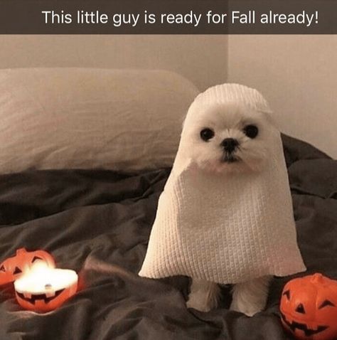 20 Funny Animal Memes & Tweets That'll Surely Improve Your Mood - Memebase - Funny Memes A Ghost, Halloween Costumes, Ghost, Halloween, Dogs, Funny, White