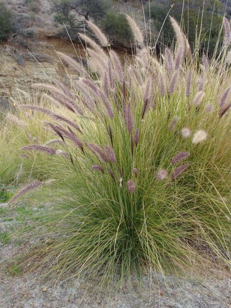 Fountain Grass, Pennisetum setaceum Pennisetum Setaceum, Lake Landscaping, Texas Plants, Large Backyard Landscaping, Australian Native Garden, Patio Flowers, Hillside Garden, Fountain Grass, Deer Resistant Plants