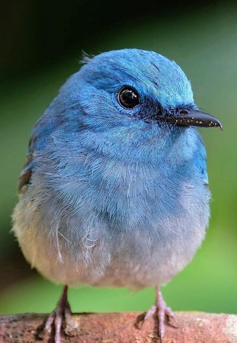 Blue Bird Of Happiness, Bluebird Of Happiness, Illustrator Inspiration, Kinds Of Birds, Rare Birds, Blue Birds, Funny Birds, Bird Pictures, Exotic Birds