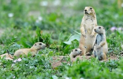 Prairie dogs on Colorado National Guard Armory Prairie Dogs, Prairie Dog, Animal Stories, National Guard, Oct 1, Small Pets, Colorado, Skirt, Dogs