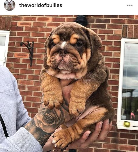 Brown English Bulldog, Dogs Images, Cute Bulldog Puppies, Bulldog Pics, Bulldog Breeds, Family Forever, Bulldog Funny, Cute Bulldogs, English Bulldog Puppies