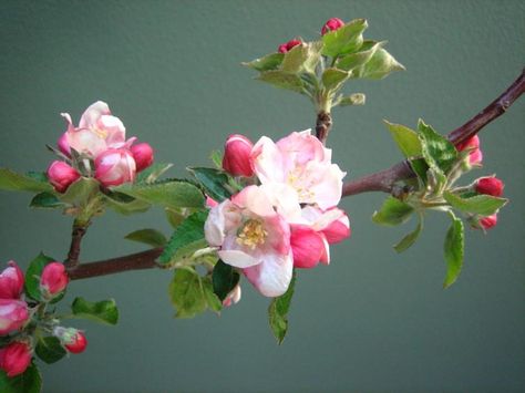 Michigan Apple Blossom, May Blossom, Apple Blossom Flower, Japan Cherry Blossom, Apple Flowers, Flower Drawing Tutorials, Apple Blossoms, Container Gardening Flowers, Different Birds