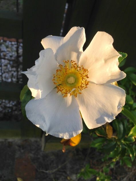 Cherokee Rose Castlevania Oc, 1776 Musical, Cherokee Rose, Scrapbook Stuff, Percy Jackson Characters, Flower Inspiration, Gone With The Wind, Flower Bed, Daryl Dixon