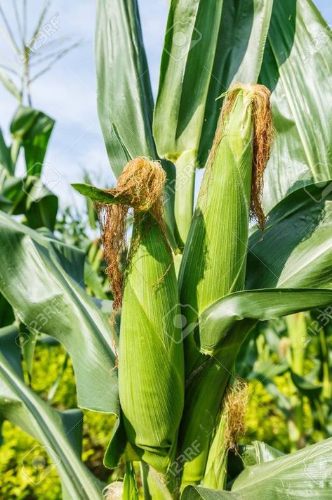 Maize Plant, Can Corn, Corn Maize, Corn Stalks, Corn Field, Corn Plant, Canned Corn, Maize, All About Plants