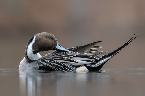 Northern pintail preening | Connecticut | John Owen | Flickr Pintail Duck, John Owen, Birdy, Connecticut, Birds, Animals