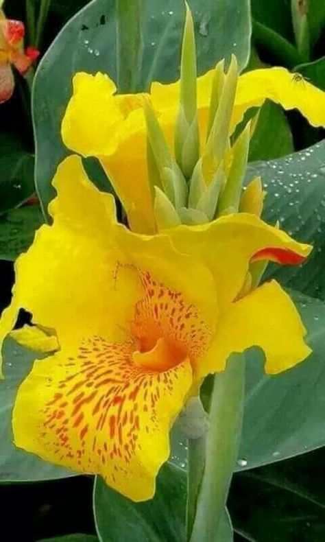 Cana Lily, Canna Lillies, Lilly Garden, Canna Flower, Canna Lilies, Nice Flower, Canna Lily, Lilly Flower, Beautiful Flower Arrangements